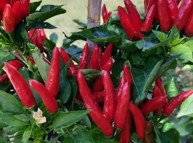 Holiday home House In With Big Garden For 5 Persons. *